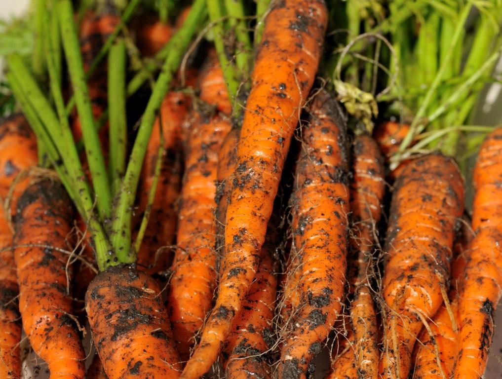 freshly dug carrots
