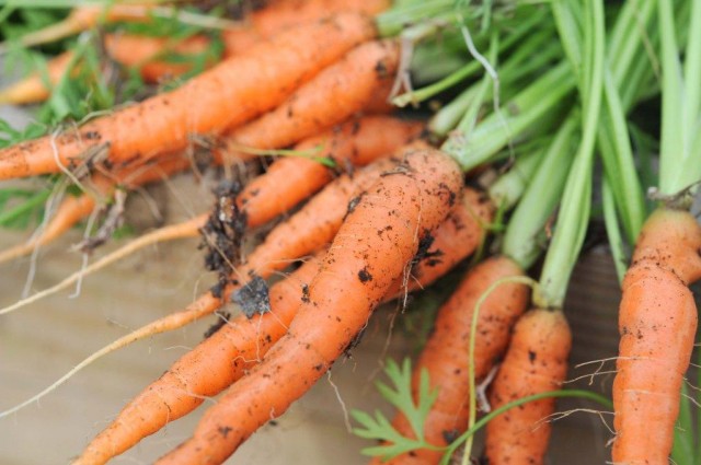 organic carrots